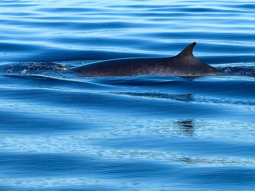 Newport Landing Whale Watching-纽波特海滩必去景点
