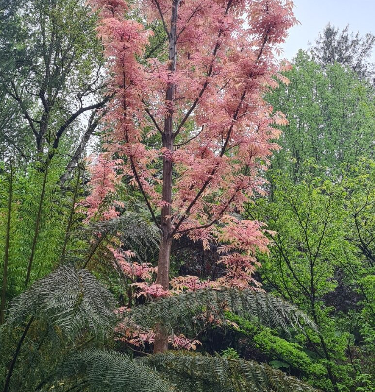 Mount Lofty Botanic Garden-Crafers必去景点
