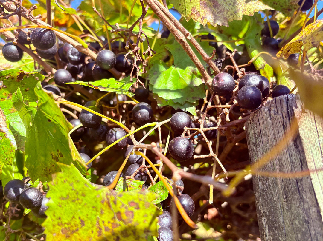 A Secret Garden Winery-Pikeville必去景点