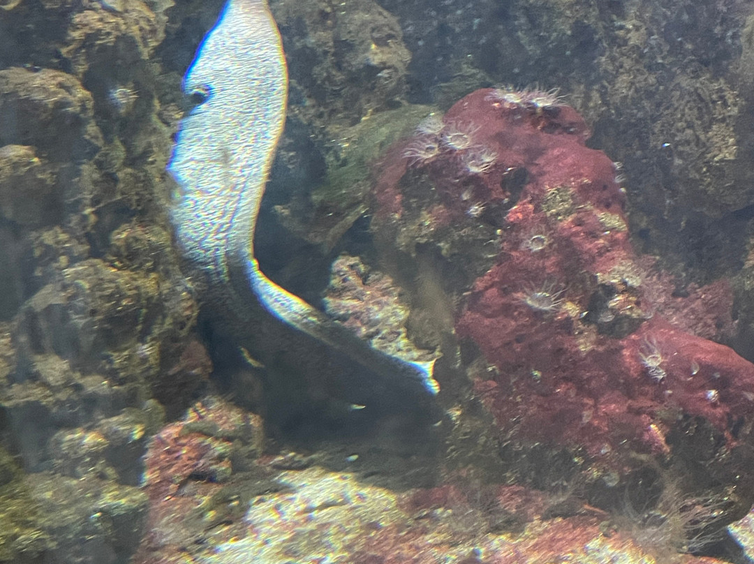 Aquarium of Rhodes - Hydrobiological Station-罗德城必去景点