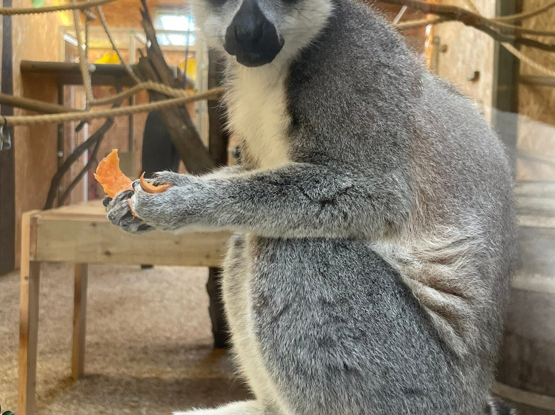 The Meadows Farm-卡菲利必去景点