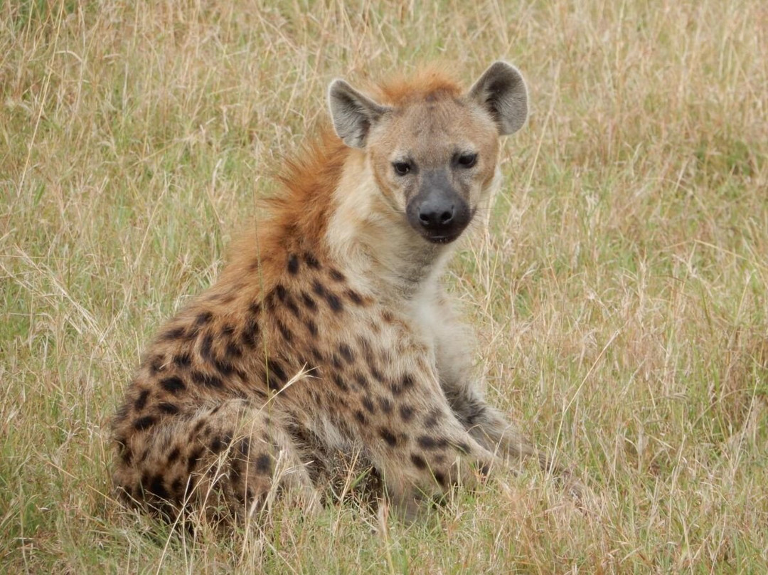 Leopard Orchid Safaris-内罗毕必去景点