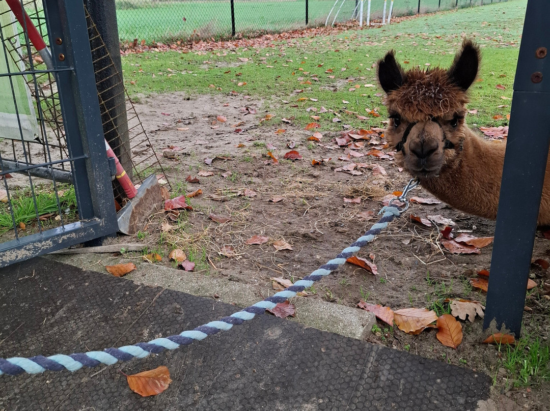 Elshof Alpaca's (malden)-Malden必去景点