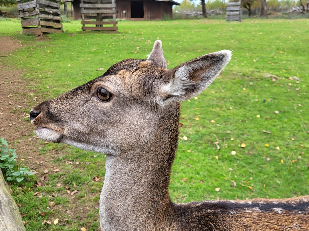 Wildpark-巴德马林贝尔格必去景点
