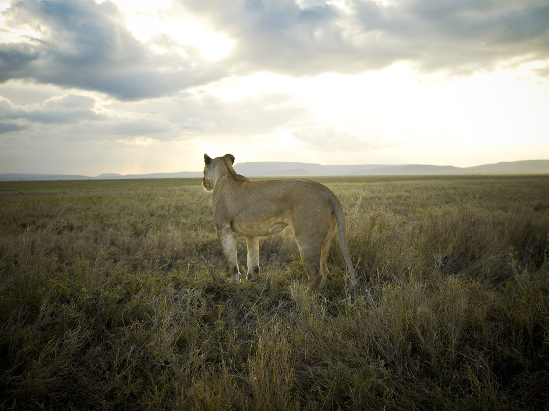 Serengeti National Park-Ikoma必去景点