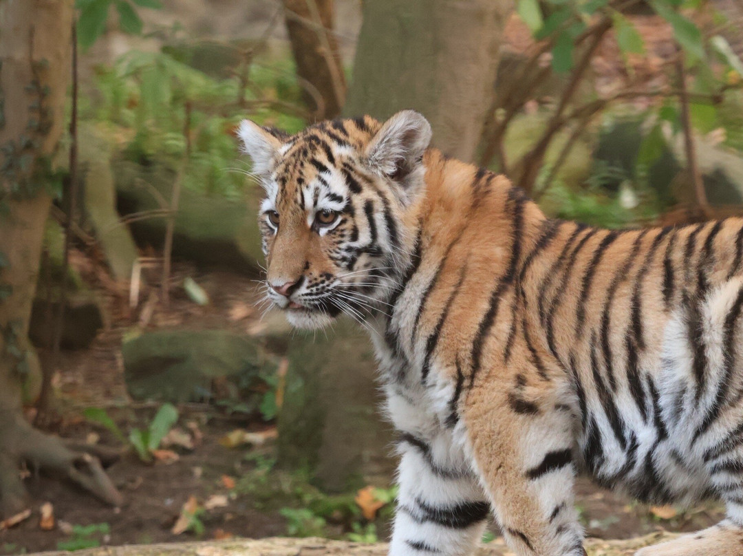 Ouwehands Zoo Rhenen-Rhenen必去景点