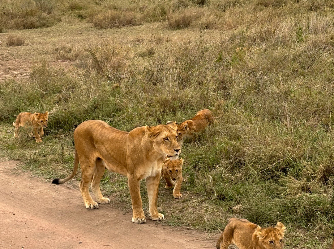 Destiny Explorers-莫西必去景点