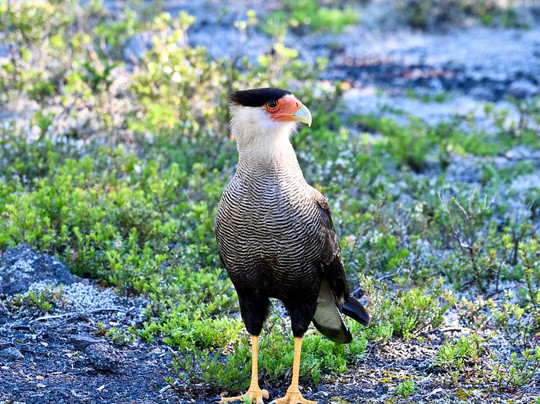 Zenit Travel Chile®️-普孔必去景点