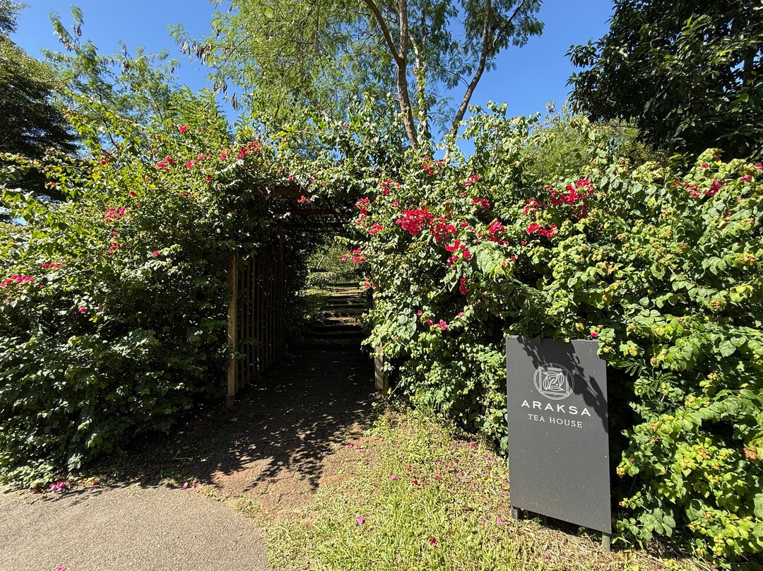 Araksa Tea Plantation - Day Tours-清迈必去景点