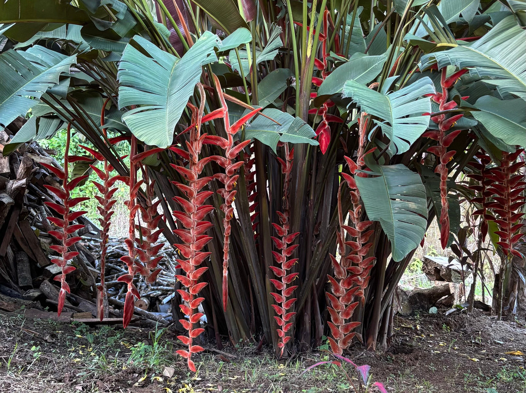 Finca Sura-Puerto Viejo de Sarapiqui必去景点