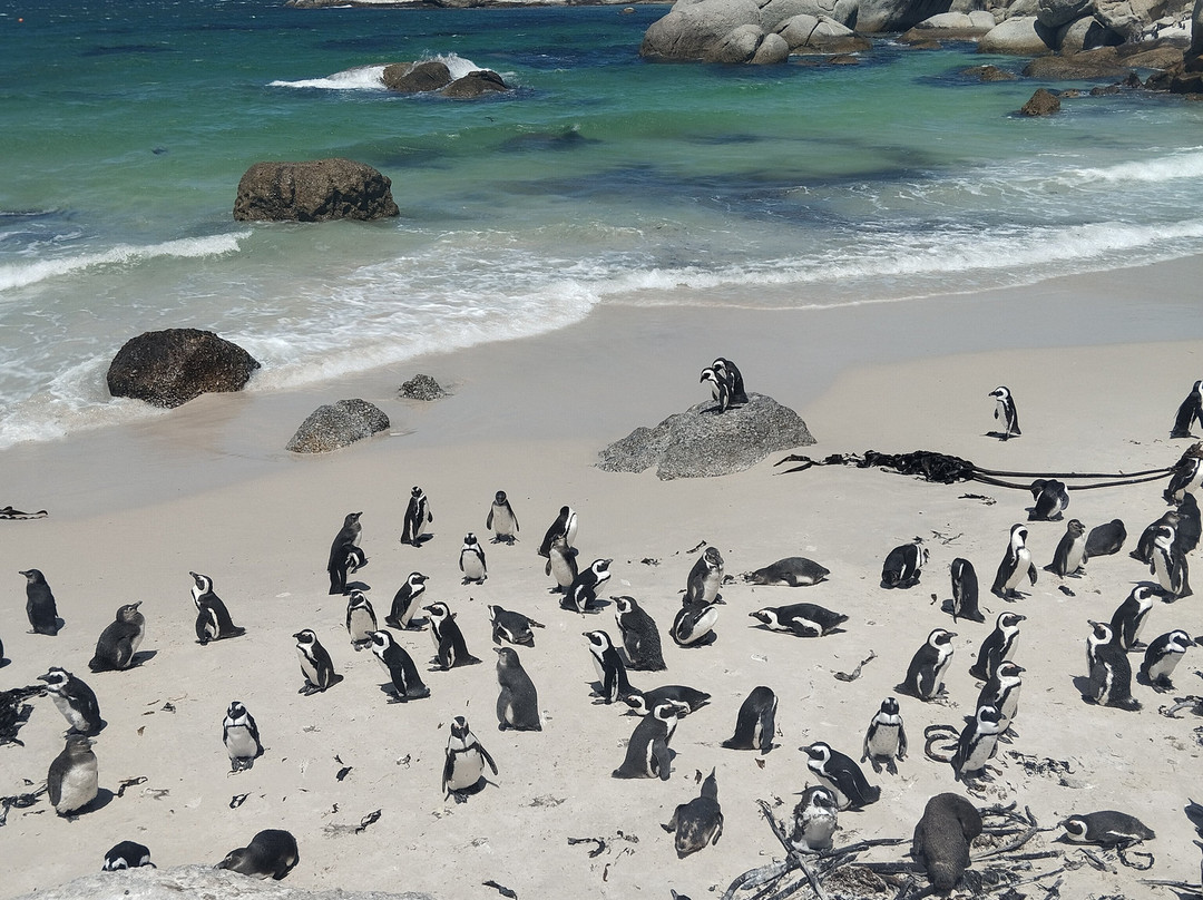 Raw Tours Cape Town-开普敦中心区必去景点