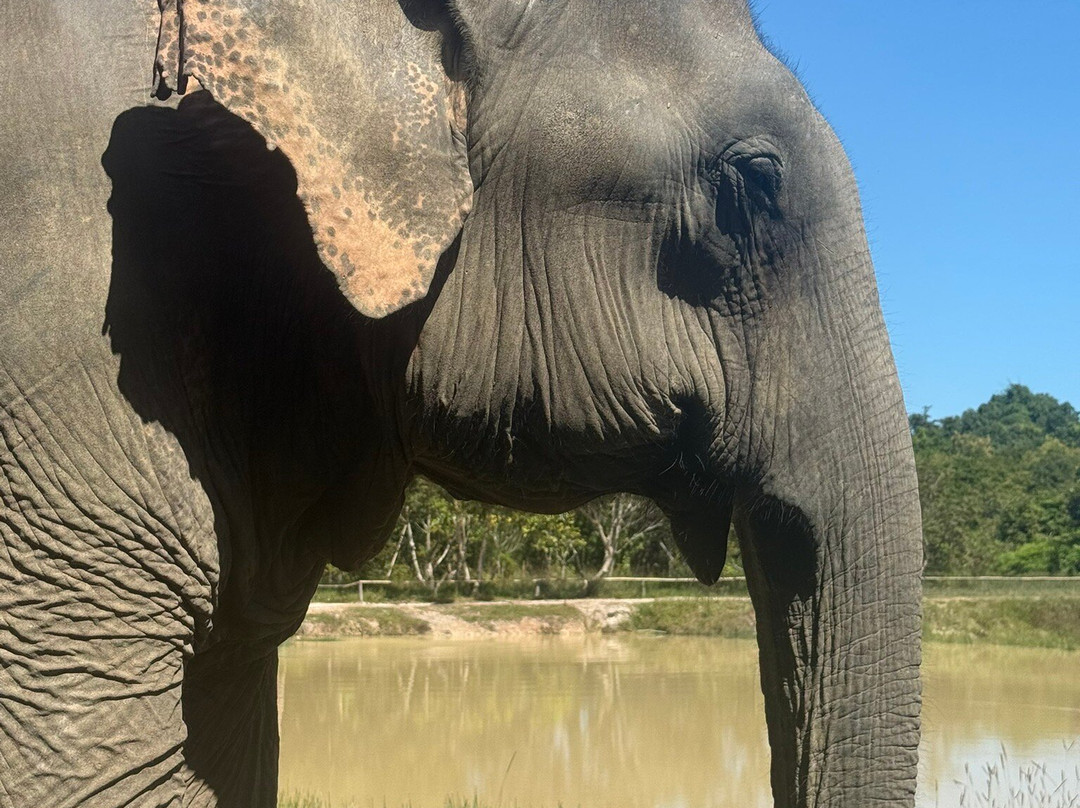 Kulen Elephant Forest-暹粒必去景点