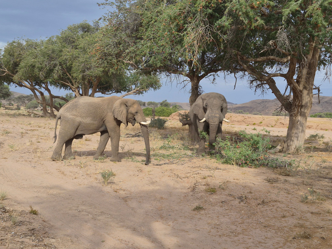 Twyfelfontein Elephant Drives-Palmwag必去景点