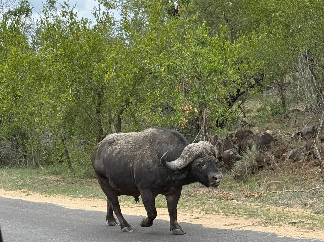 Wild Photo Africa Safaris-尼斯普鲁特必去景点