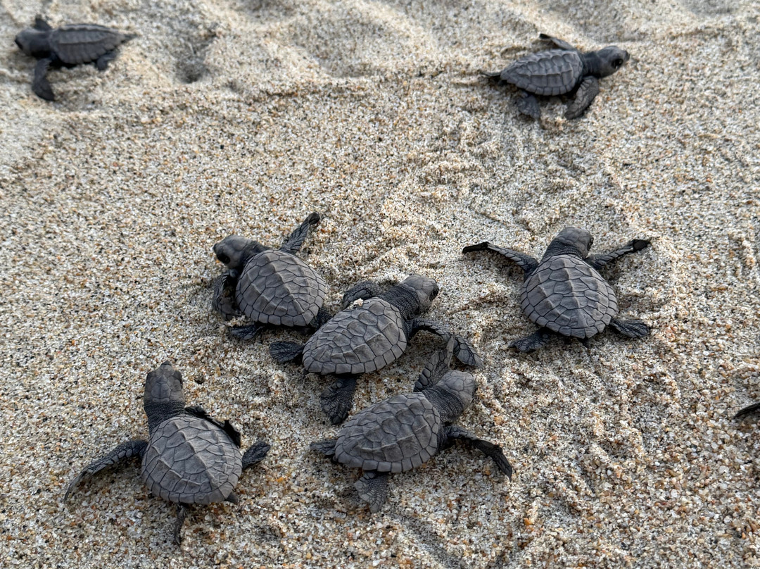 Oscar Velasquez-瓦图尔科必去景点