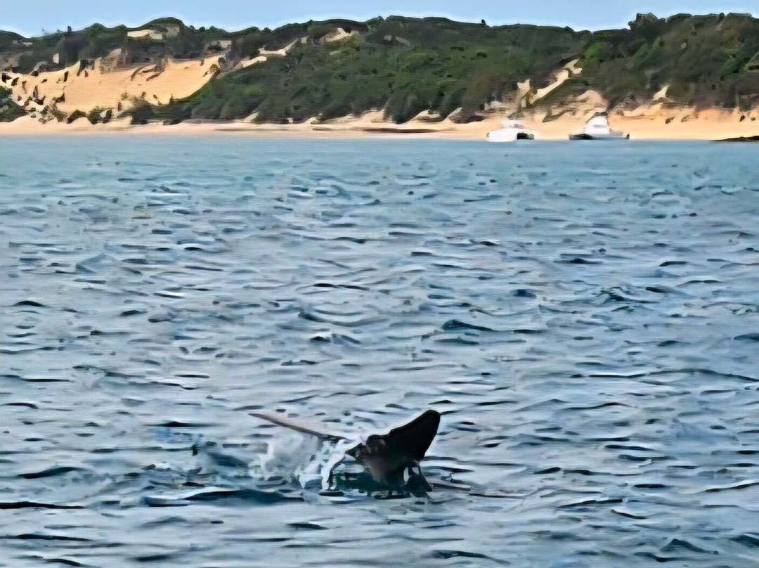 Odyssea Dive-Vilanculos必去景点