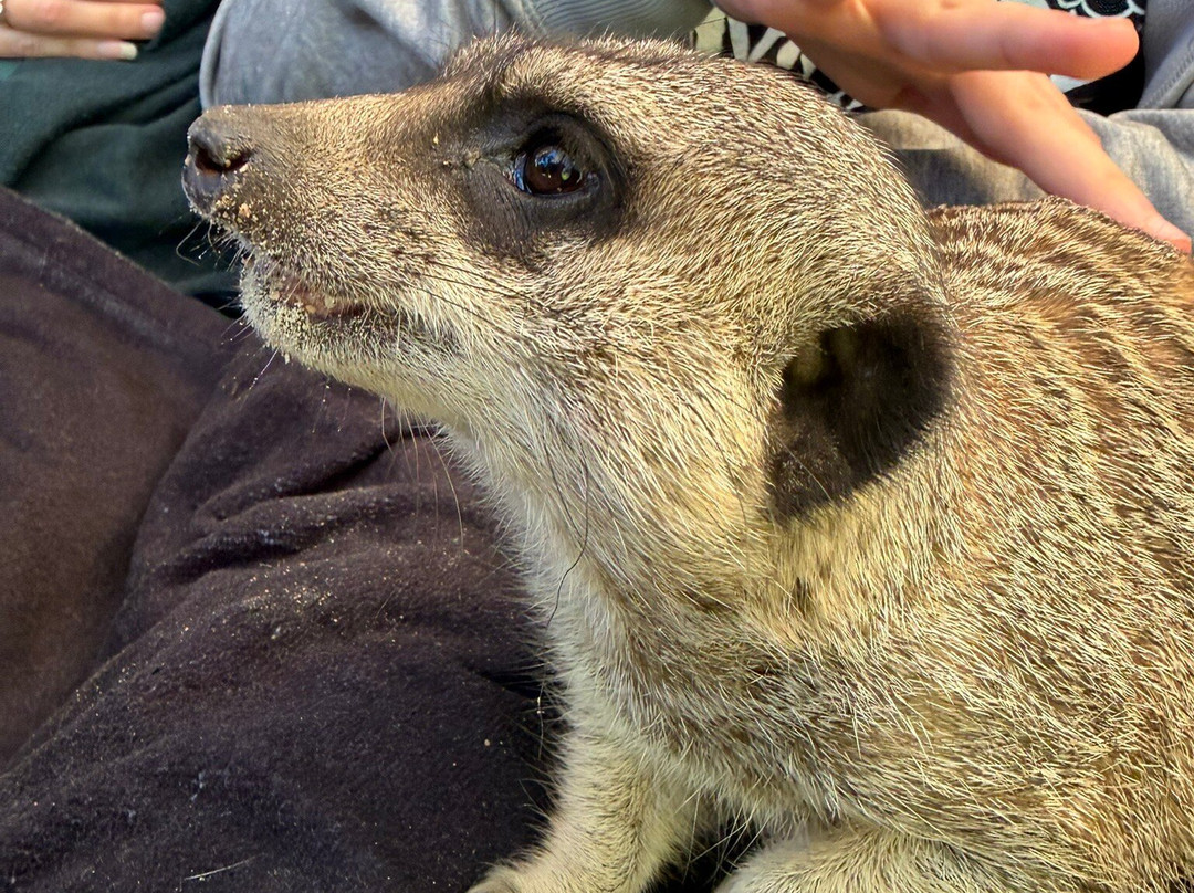 国家动物园及水族馆-堪培拉必去景点