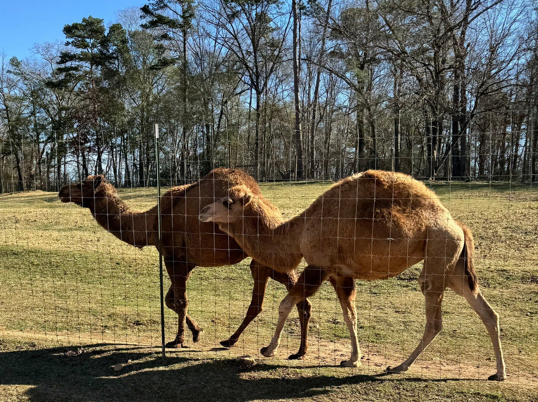 Lake Hartwell Wildlife Safari