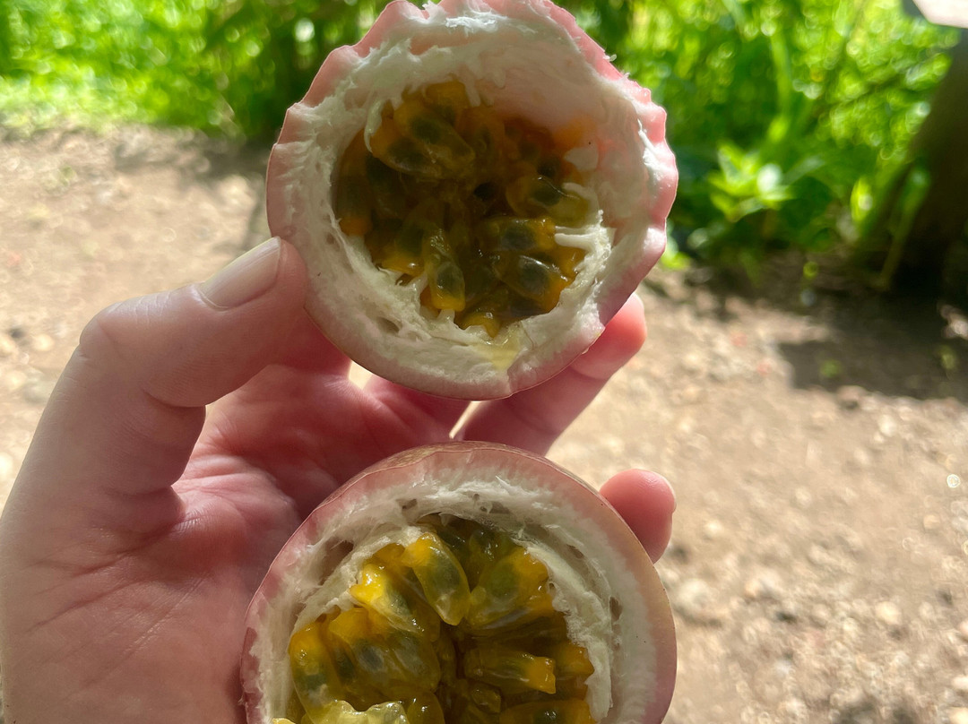 Trekking Candidasa-甘地达萨必去景点