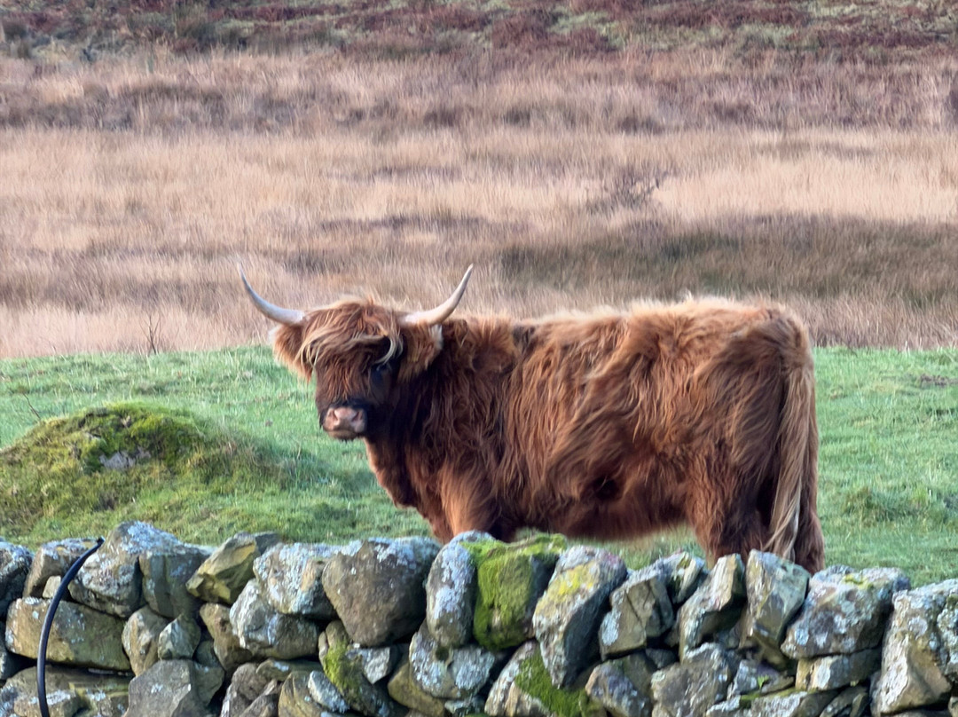 Kitchen Coos & Ewes-New Luce必去景点