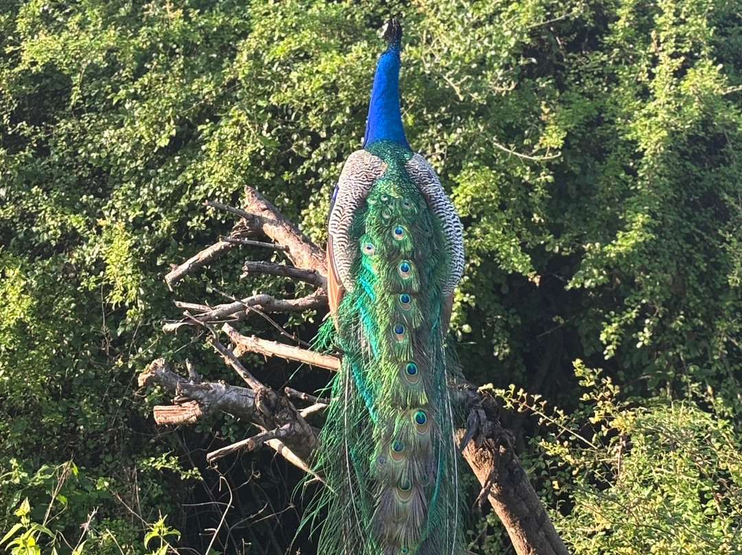 Kavisha Safari Service Udawalawa-乌达瓦拉瓦必去景点