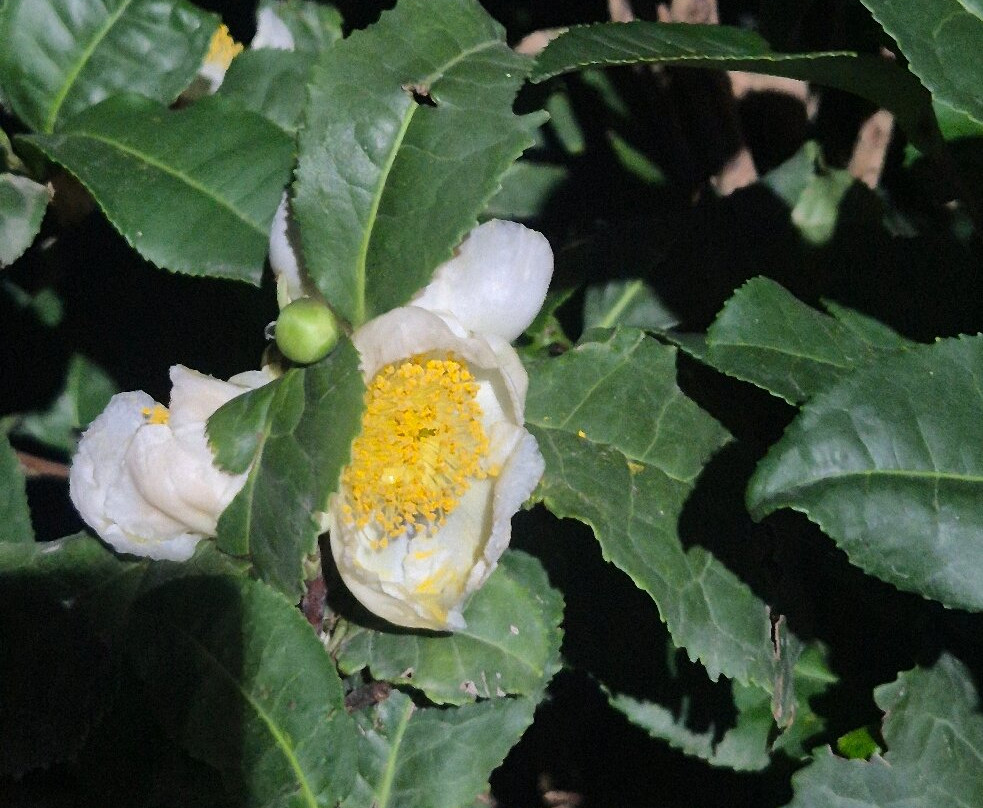 Nilado Green tea plantation