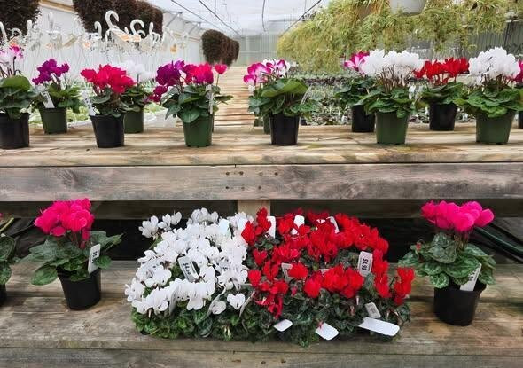 Cox's Plant Farm-Clayton必去景点