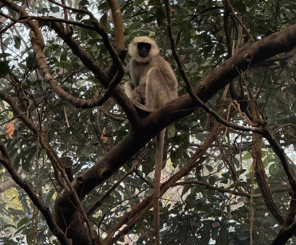 United Jungle Guide Service-奇旺国家公国必去景点