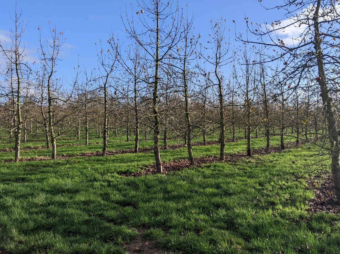 Harrys Cider-Langport必去景点