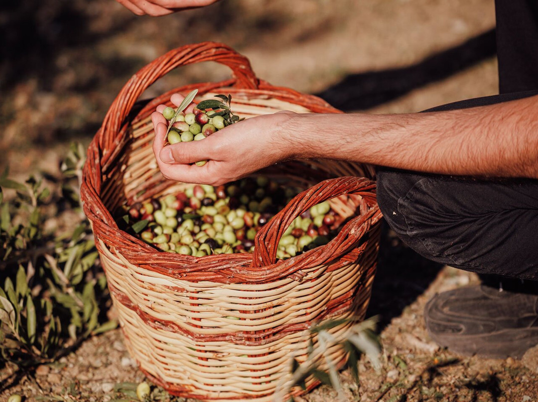 Eggares Olive Press Museum-Eggares必去景点