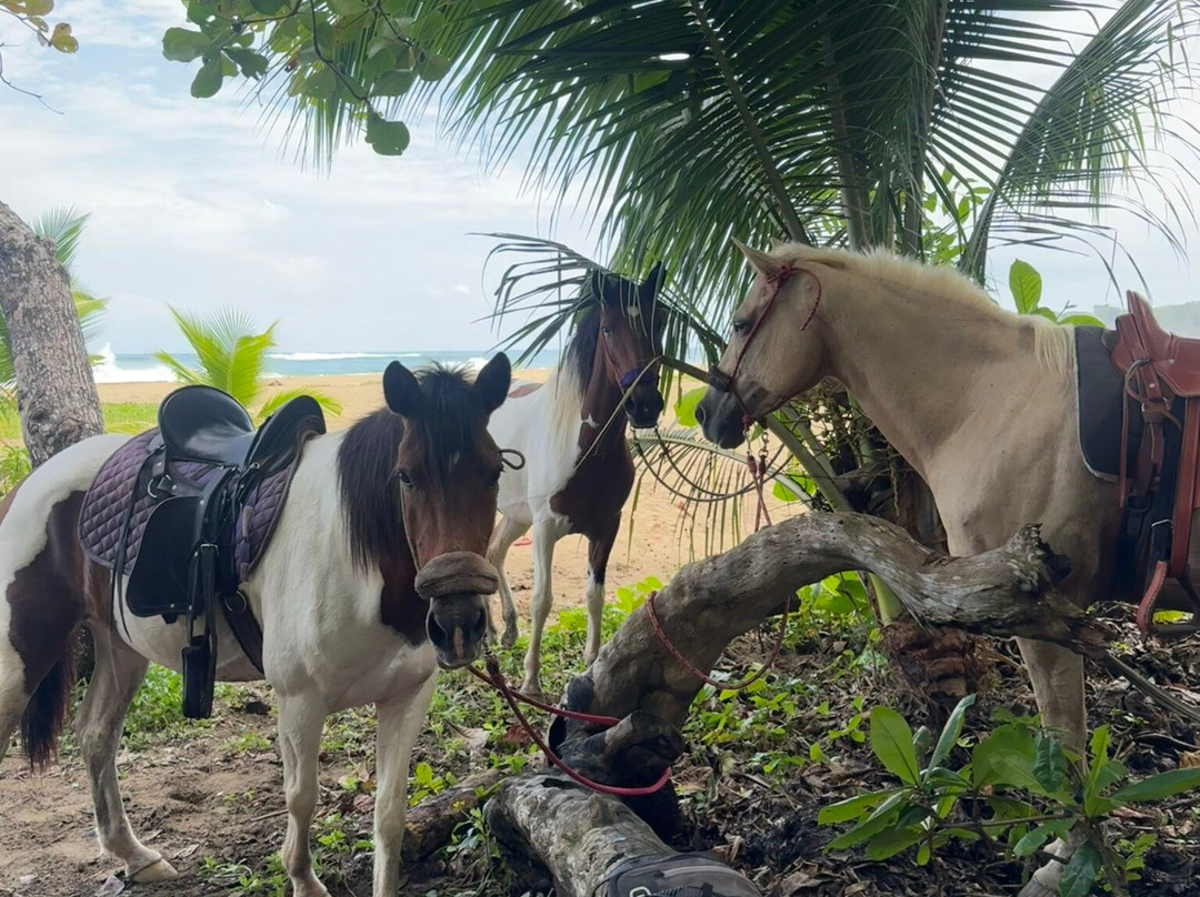 Ride The Rainforest-旧港必去景点