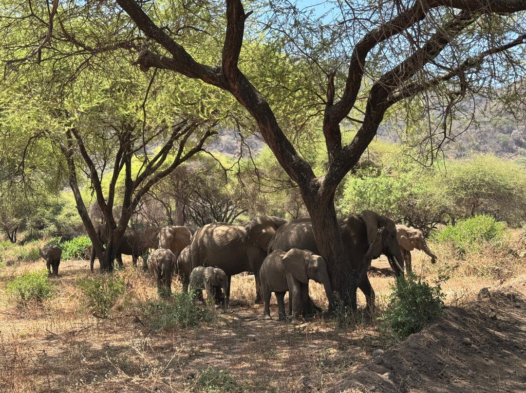 TOPY TOURS-阿鲁沙必去景点
