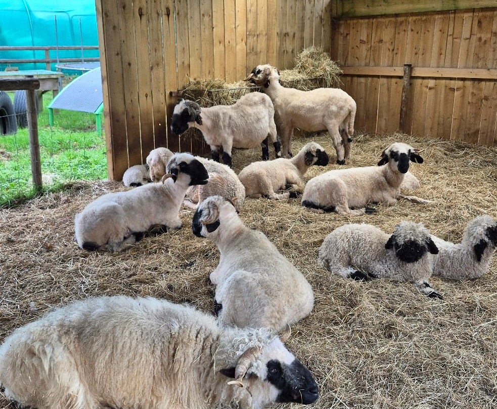 Woolley Animals Farm Park-Winkleigh必去景点