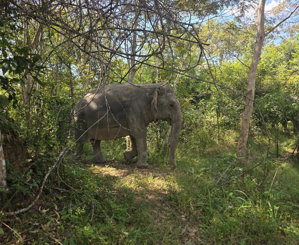 Kulen Elephant Forest-暹粒必去景点