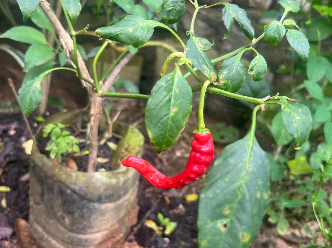 Chintha's Cooking Lessons Hikkaduwa-希克杜沃必去景点