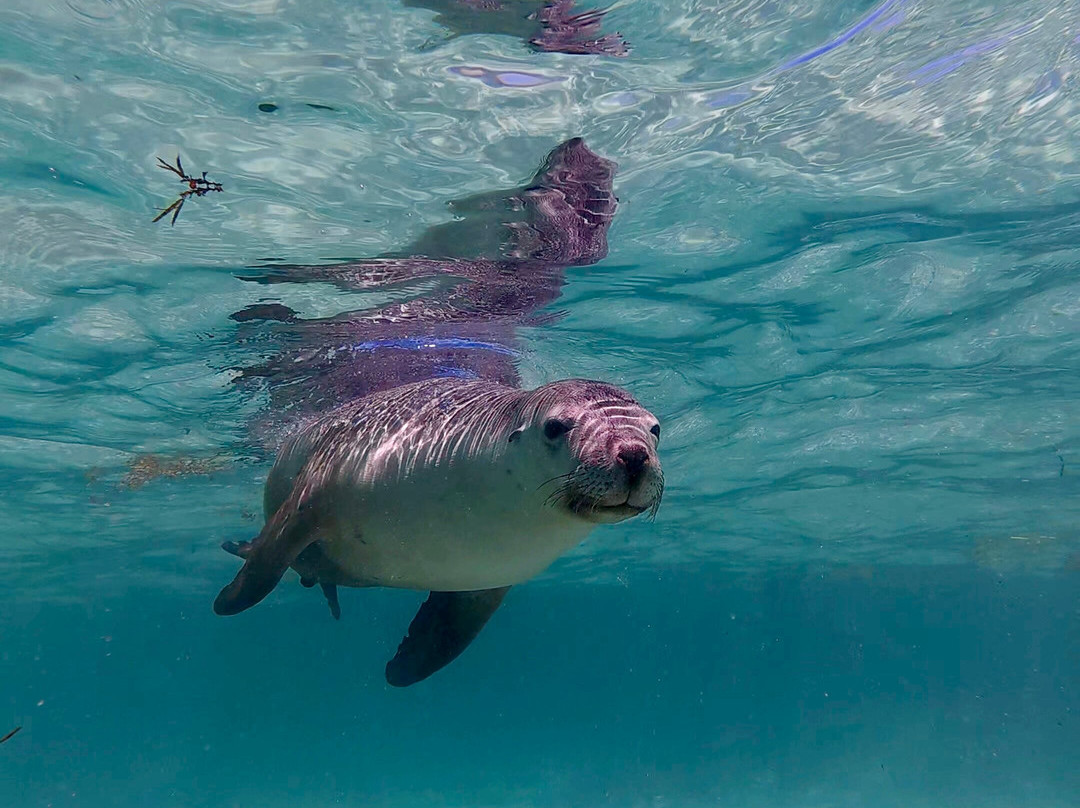 Jurien Bay Oceanic Experience-朱里恩湾必去景点