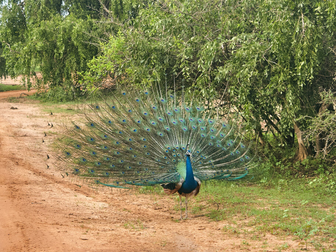 Ceylon Safari Tours-蒂瑟默哈拉默必去景点
