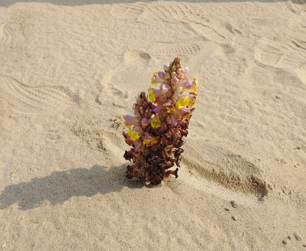 Doha Adventure & Tours-多哈必去景点