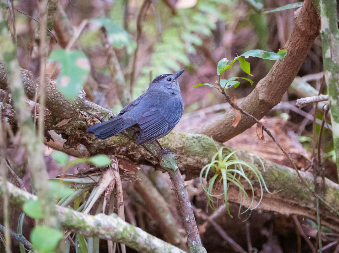 Mahogany Hammock-大沼泽国家公园必去景点