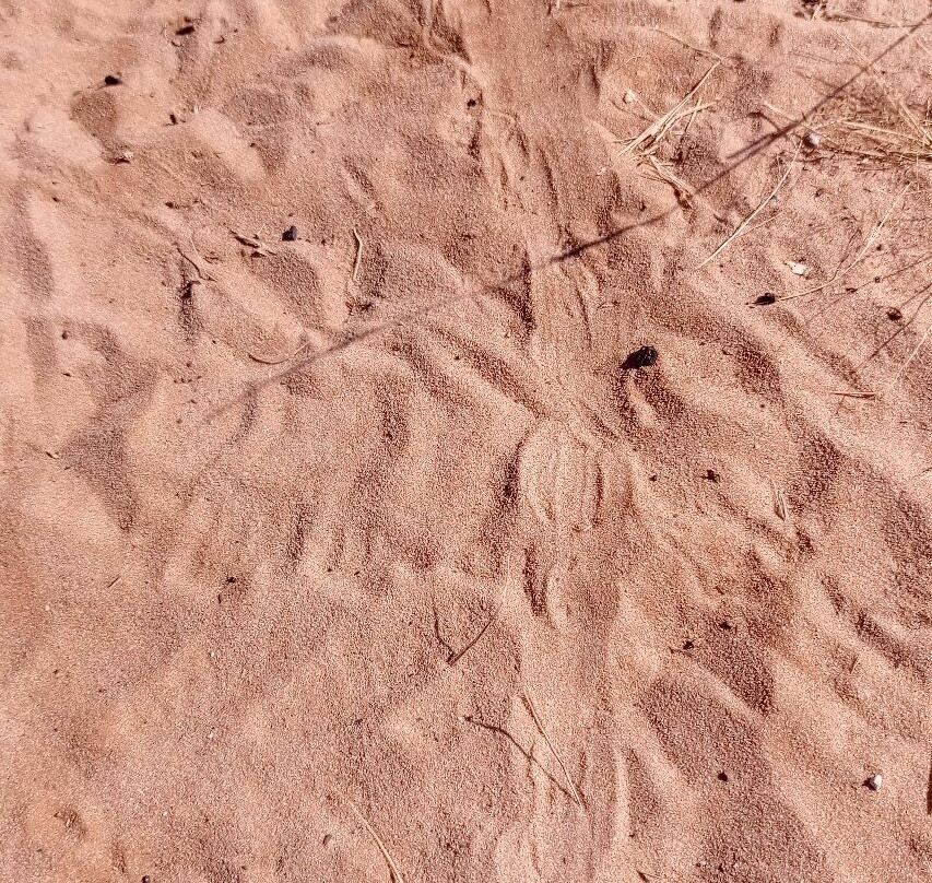 Khutse Game Reserve-嘉伯隆里必去景点