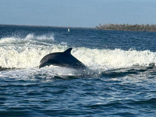 Beach Buddy Tours-迈尔斯堡海滩必去景点
