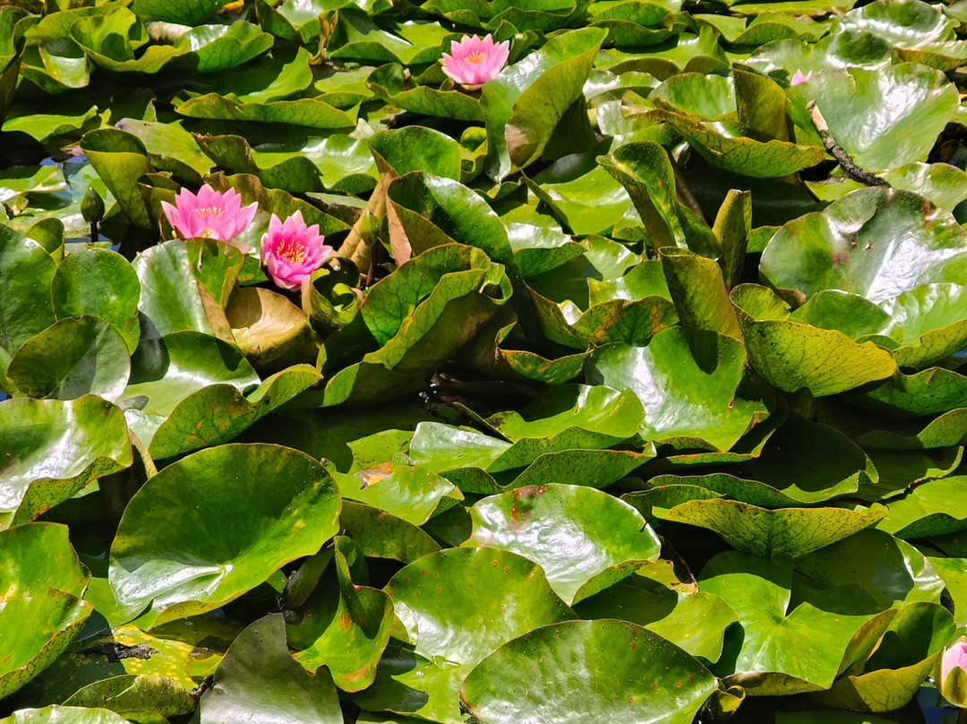 Brooklands Zoo-新普利默斯必去景点