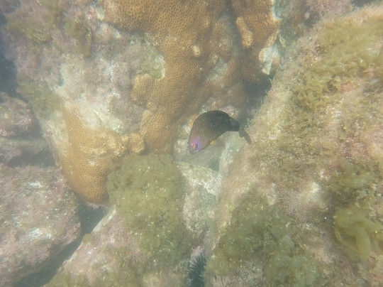 Água Viva Mergulho-弗洛里亚诺波利斯必去景点