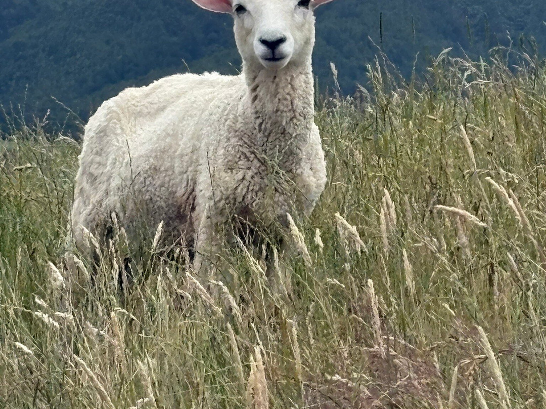 Duder Regional Park-Howick必去景点
