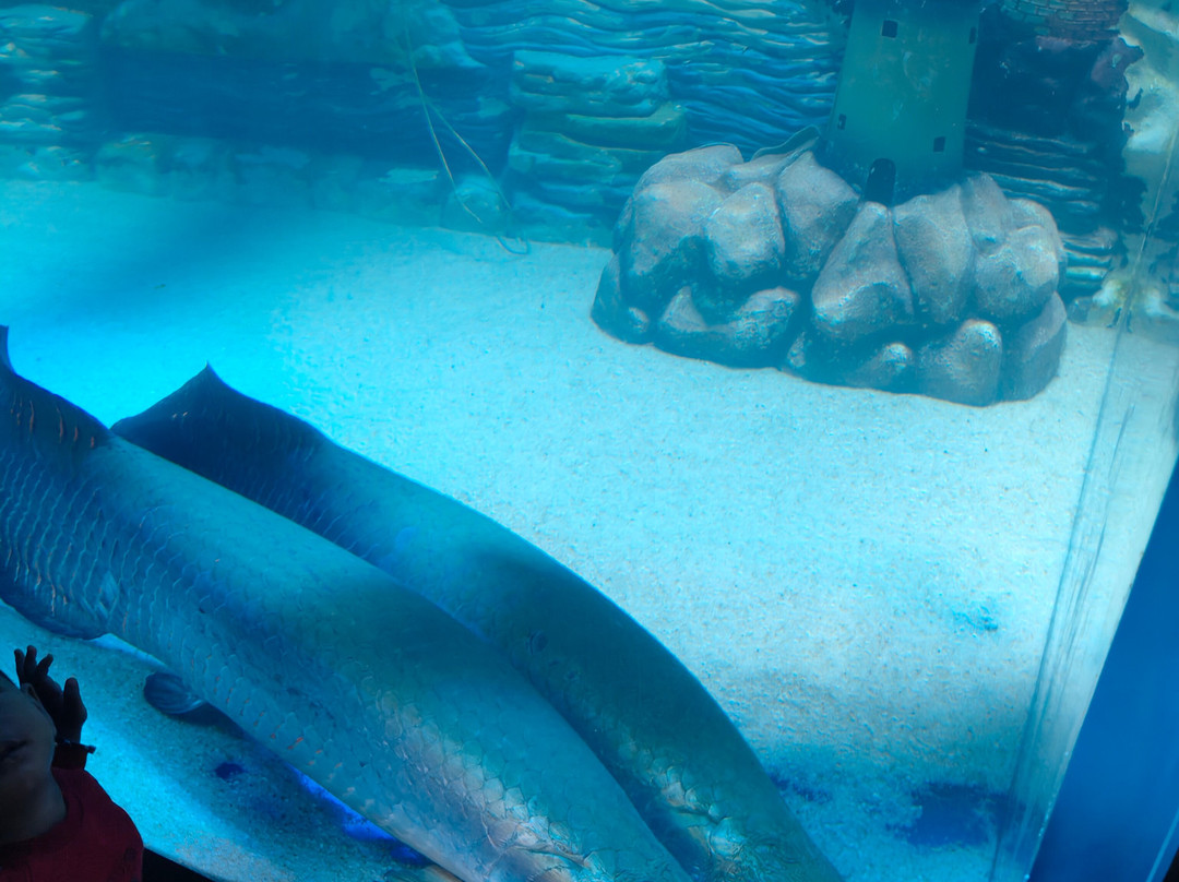 Aquarium Paradise-班加罗尔必去景点