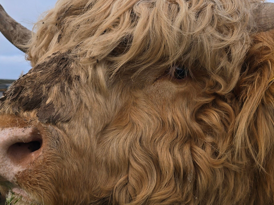 Geise Farm-Thurso必去景点