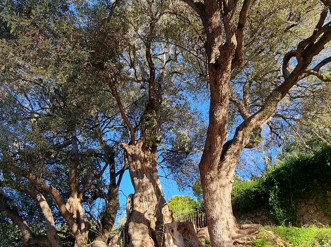 L'Olivier Millénaire-罗克布伦第马丁必去景点