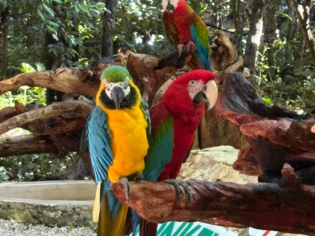 Akumal Monkey Sanctuary & Rescued Animals-艾库玛尔必去景点