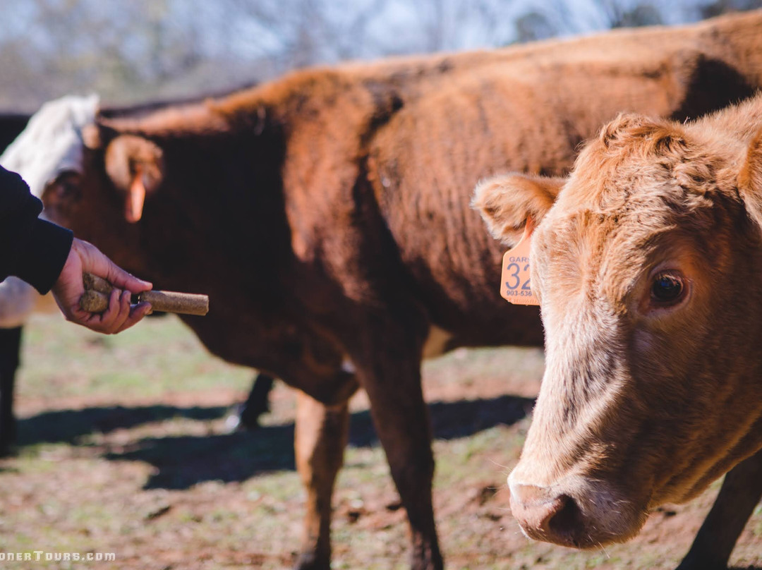 Gardner Tours-哈瓦那必去景点