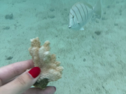 Kaneohe Bay Ocean Sports-卡内奥赫必去景点